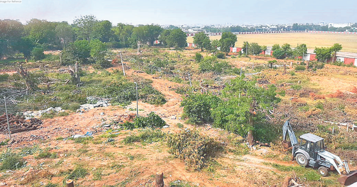 Mini forest to replace trees axed at airport